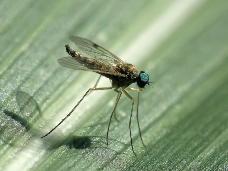 Chrysopilus asiliformis